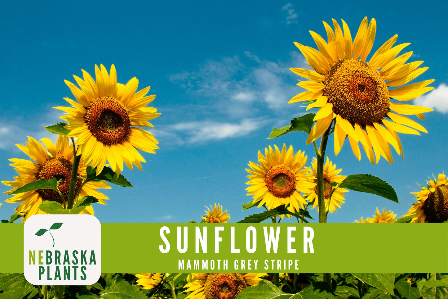 Sunflower Seeds - Mammoth Grey Striped Heirloom Sunflower Seeds - Nebraska Seeds