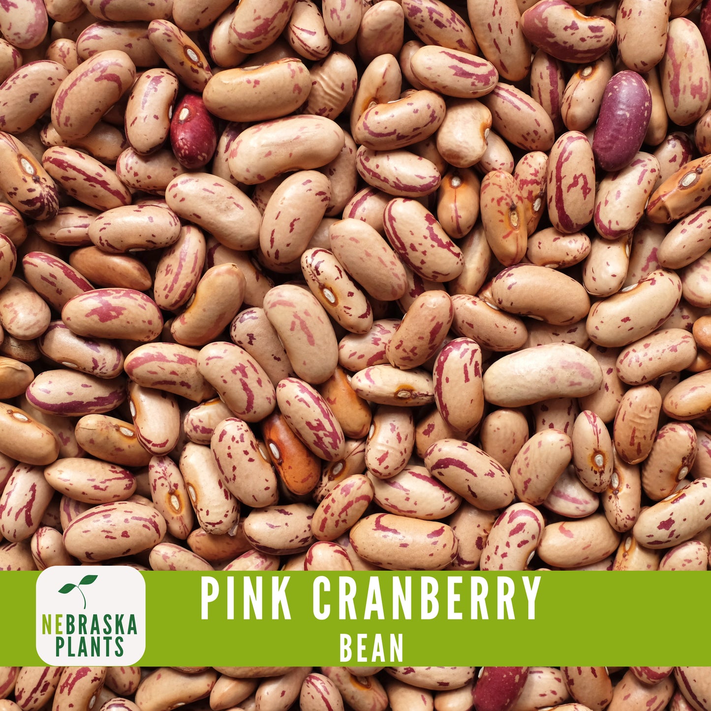 Pink Cranberry Bean Seeds - Nebraska Seeds
