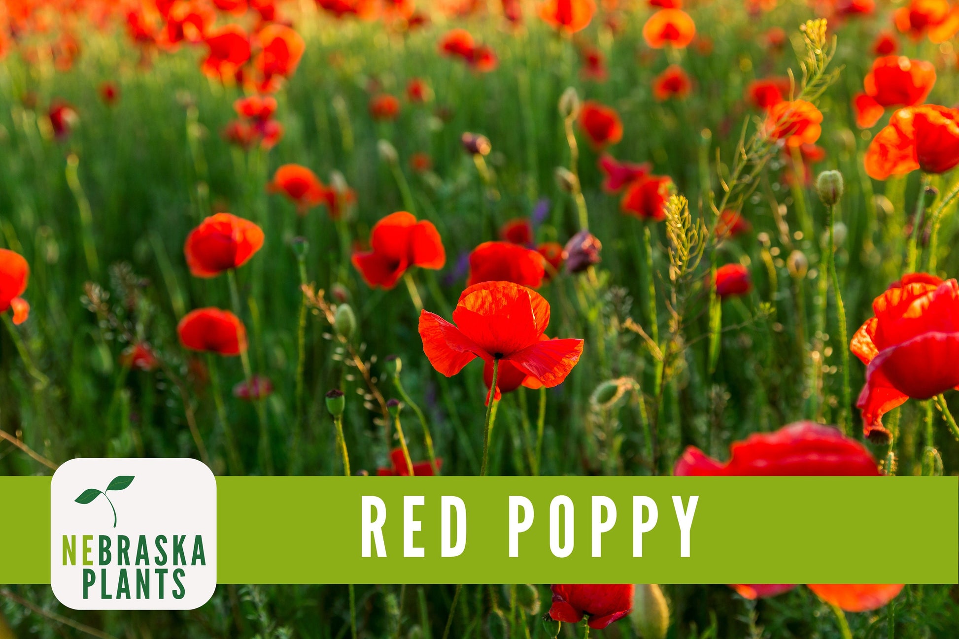 Red Poppy Flower Seeds - Heirloom Red Poppy Flower Seeds - Nebraska Seeds