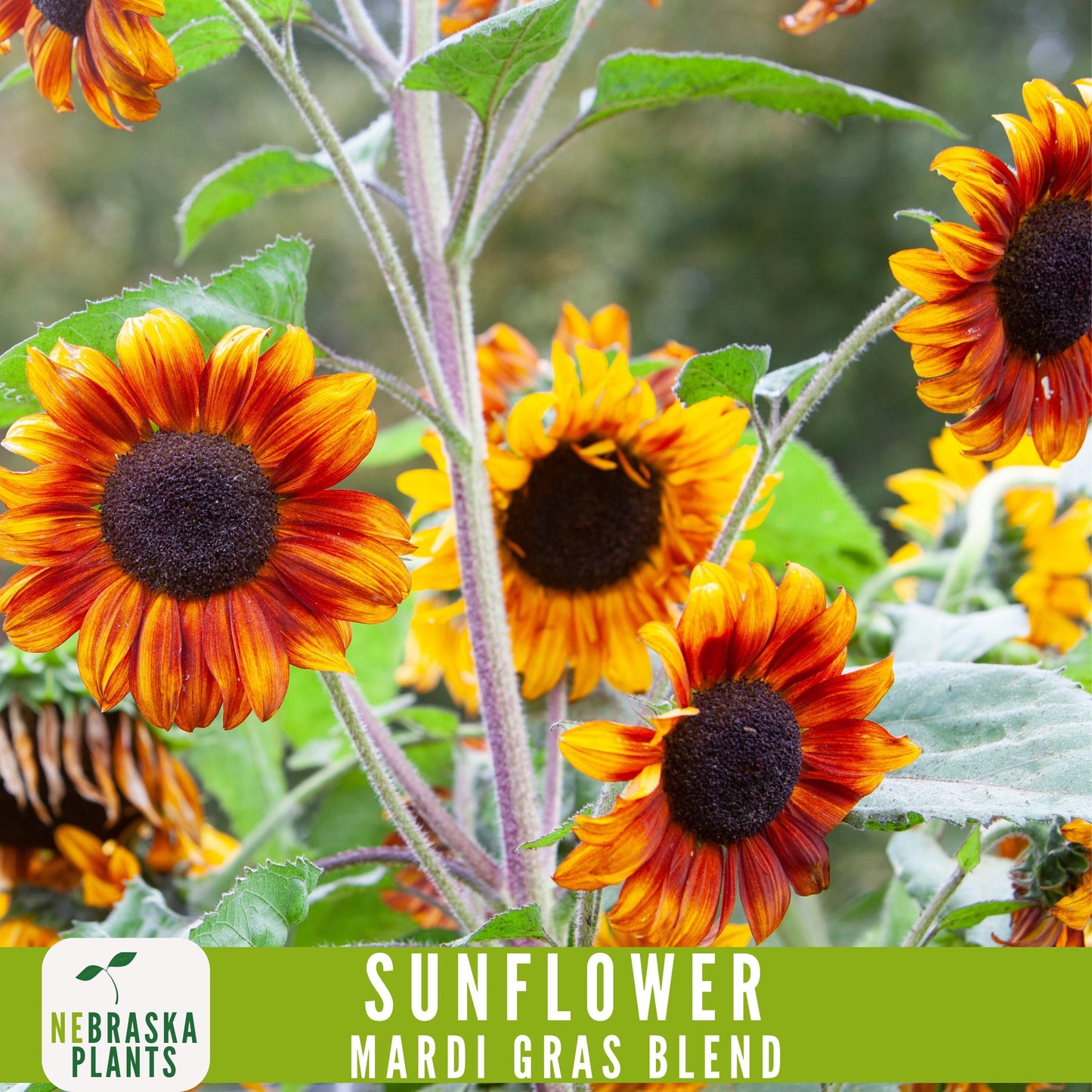 Mardi Gras Sunflower Seeds - Nebraska Seeds