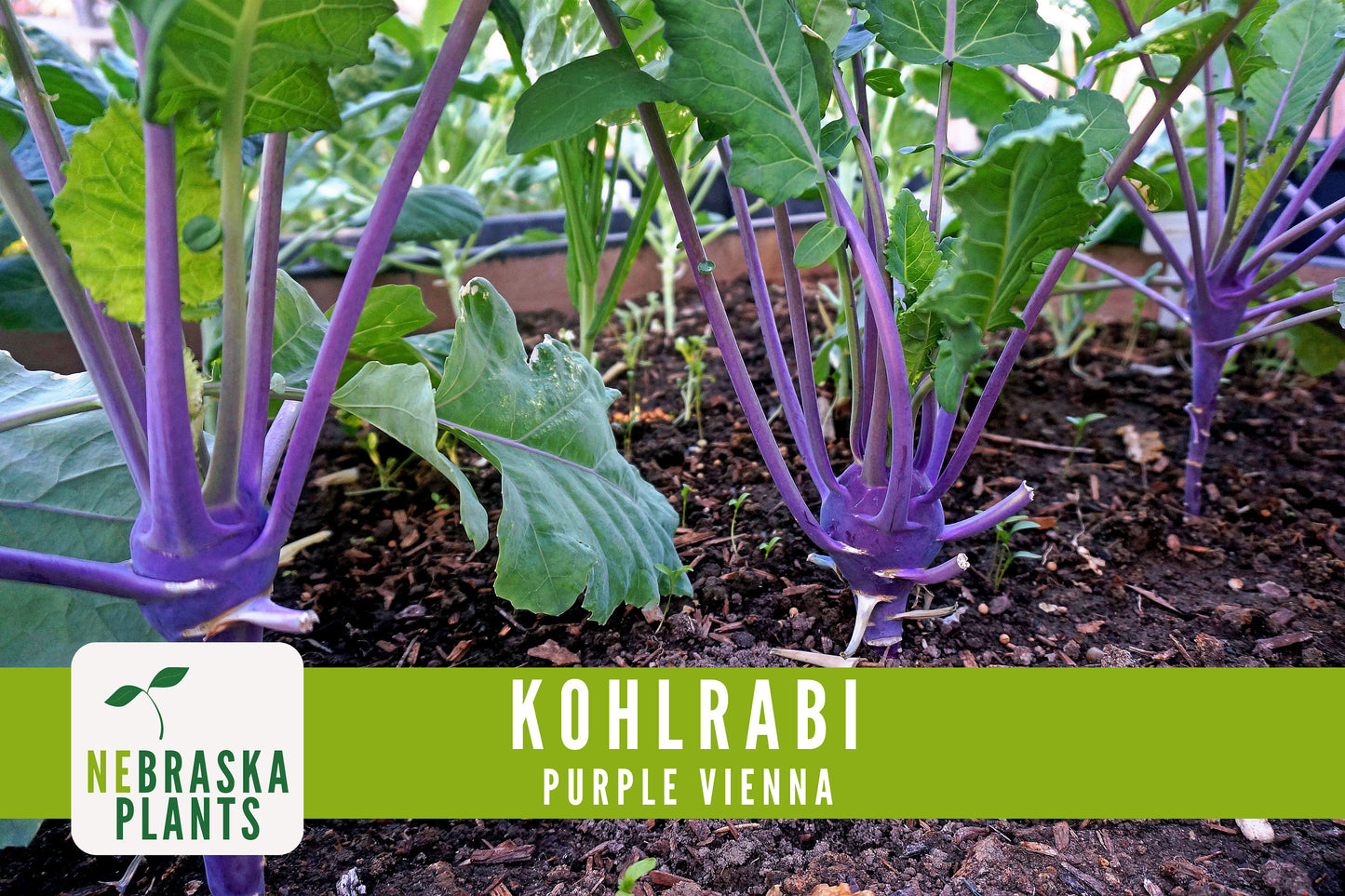 Organic Purple Vienna Kohlrabi Seeds - Nebraska Seeds