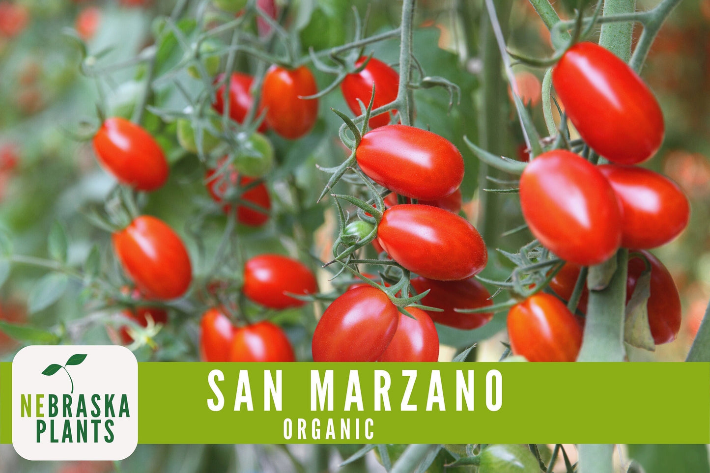 San Marzano Organic Tomato Seeds - Heirloom, Non-GMO - Grow the Authentic Italian Flavor! - Nebraska Seeds