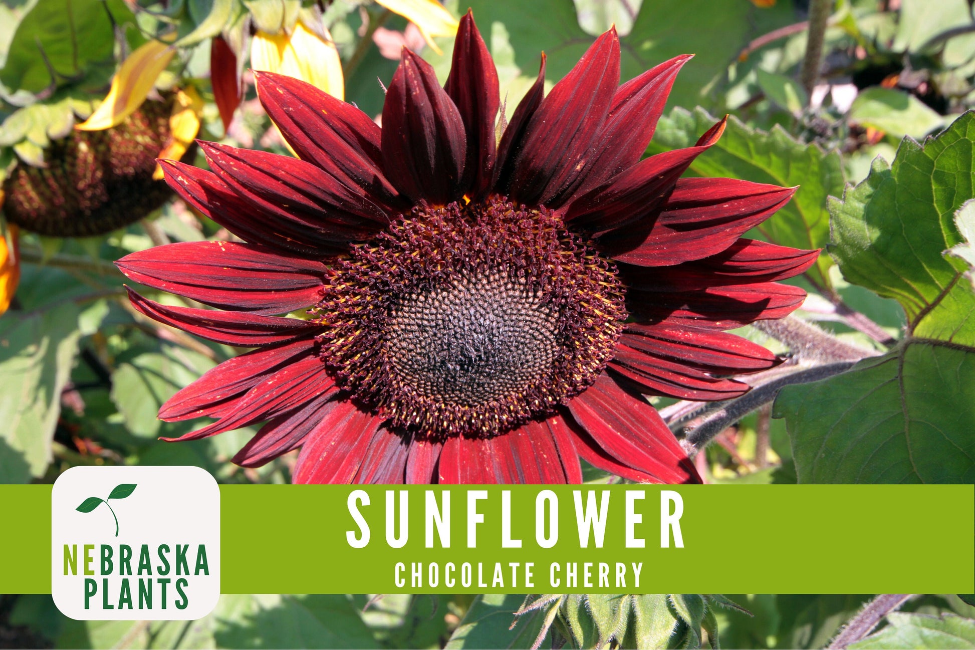 Chocolate Cherry Sunflower Seeds - Nebraska Seeds