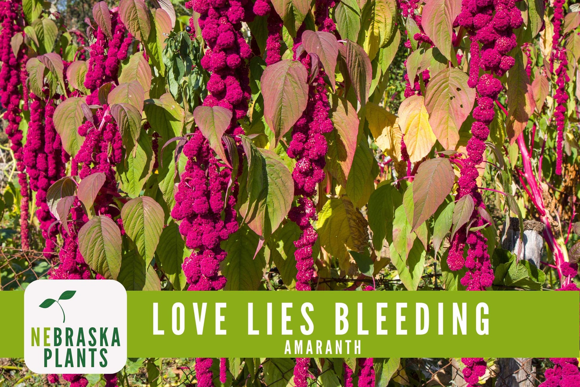 Love Lies Bleeding Amaranth Seeds - Nebraska Seeds