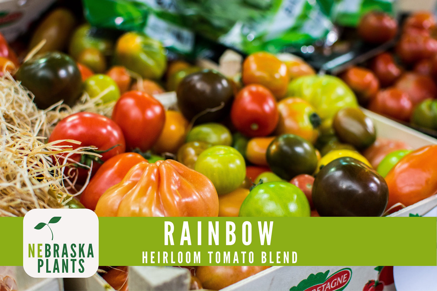 Rainbow Tomato Seeds -  Heirloom Rainbow Tomato Seed Mix - Nebraska Seeds