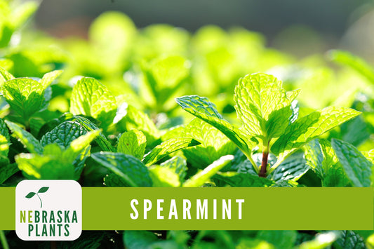 Spearmint Seeds - Common Mint Heirloom Herb Seeds - Nebraska Seeds