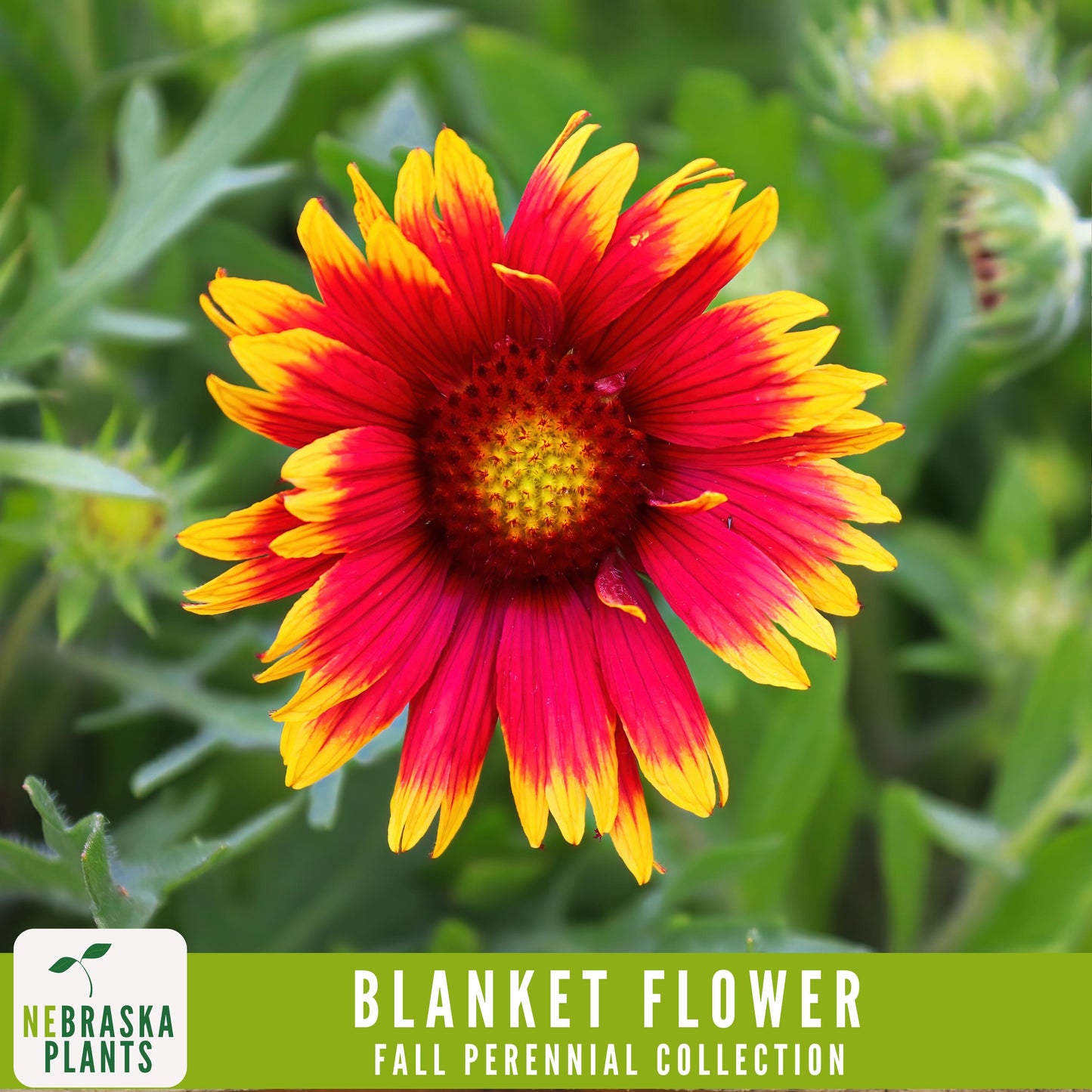 Fall Perennial Flower Seed Collection - 8 Heirloom Flowers to Start this Fall! - Nebraska Seeds