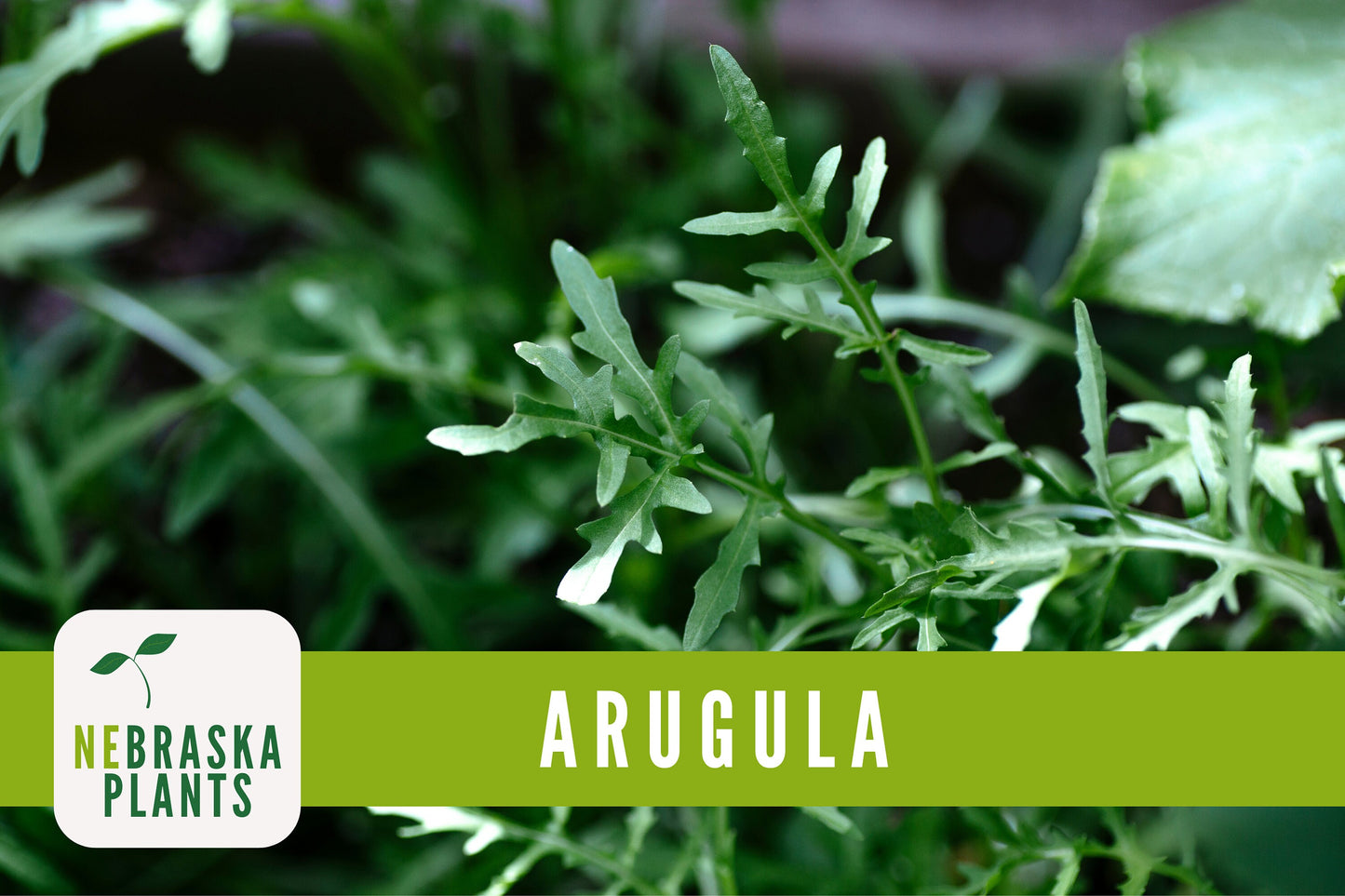 Roquette Arugula Seeds - Nebraska Seeds