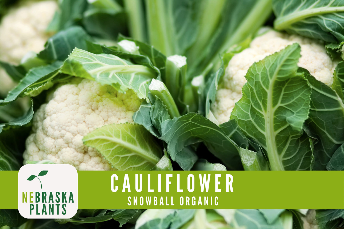 Organic Snowball Cauliflower Seeds - Nebraska Seeds