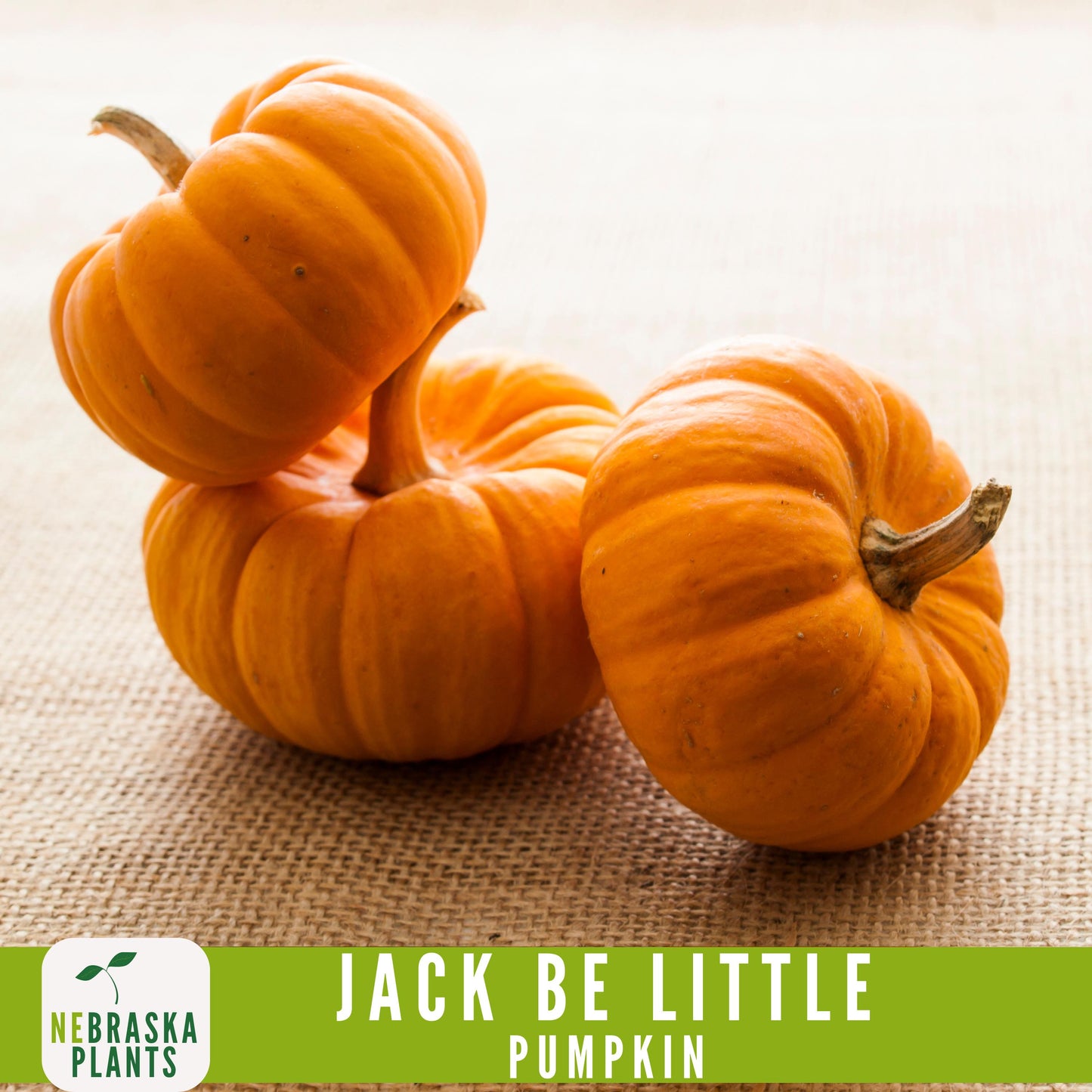 Jack-Be Little- Heirloom Pumpkin Seeds - Nebraska Seeds