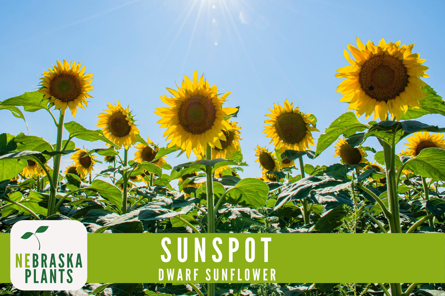 Sunflower Seeds - Sunspot Dwarf Heirloom Sunflower Garden Seeds - Nebraska Seeds