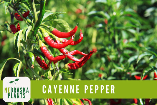 Long Slim Hot Heirloom Cayenne Pepper Seeds - Nebraska Seeds