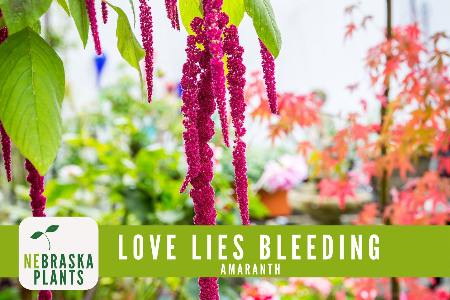 Love Lies Bleeding Amaranth Seeds - Nebraska Seeds