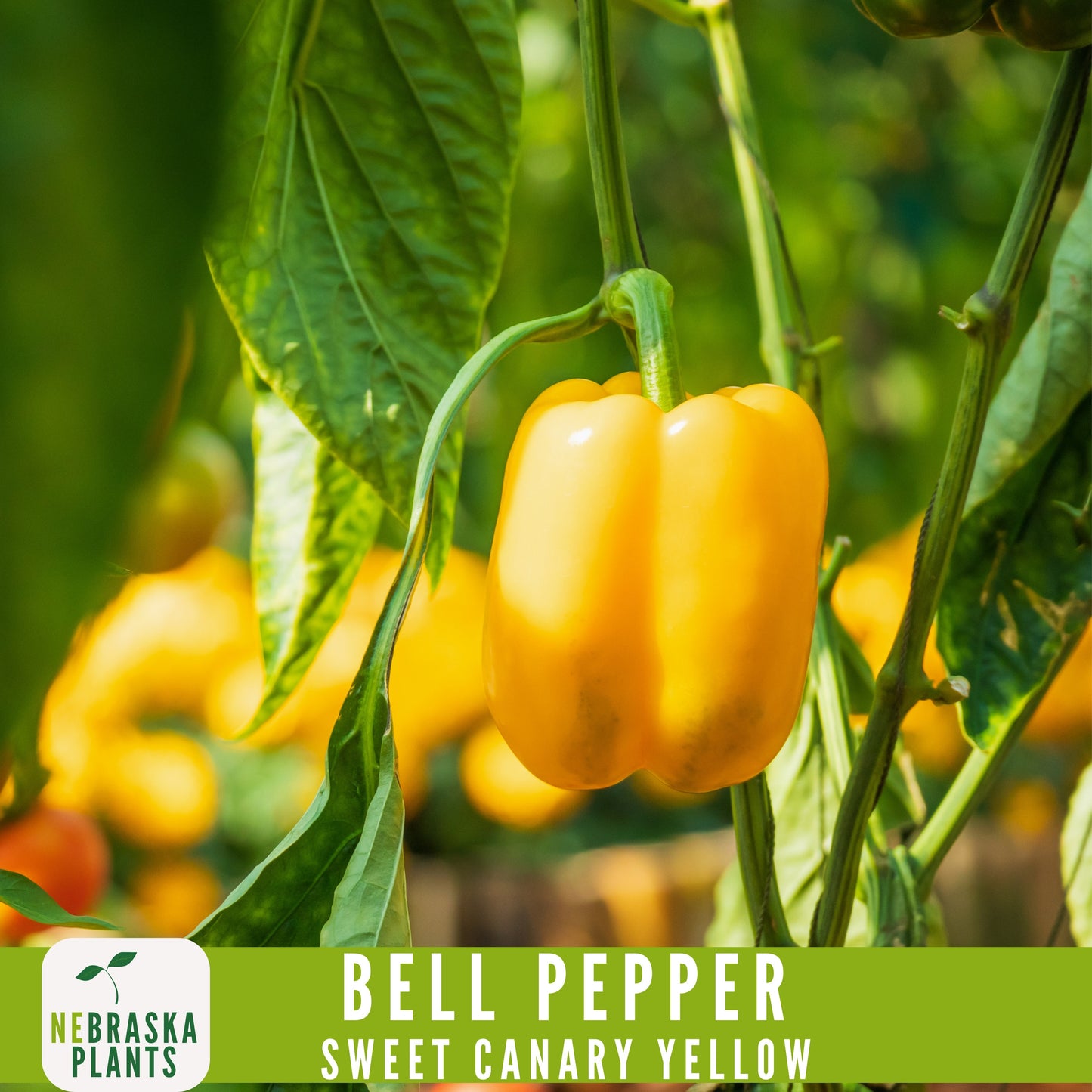 Sweet Canary Yellow Bell Pepper Seeds - Grow Your Own Delicious Heirloom Peppers - Nebraska Seeds