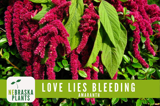 Love Lies Bleeding Amaranth Seeds - Nebraska Seeds