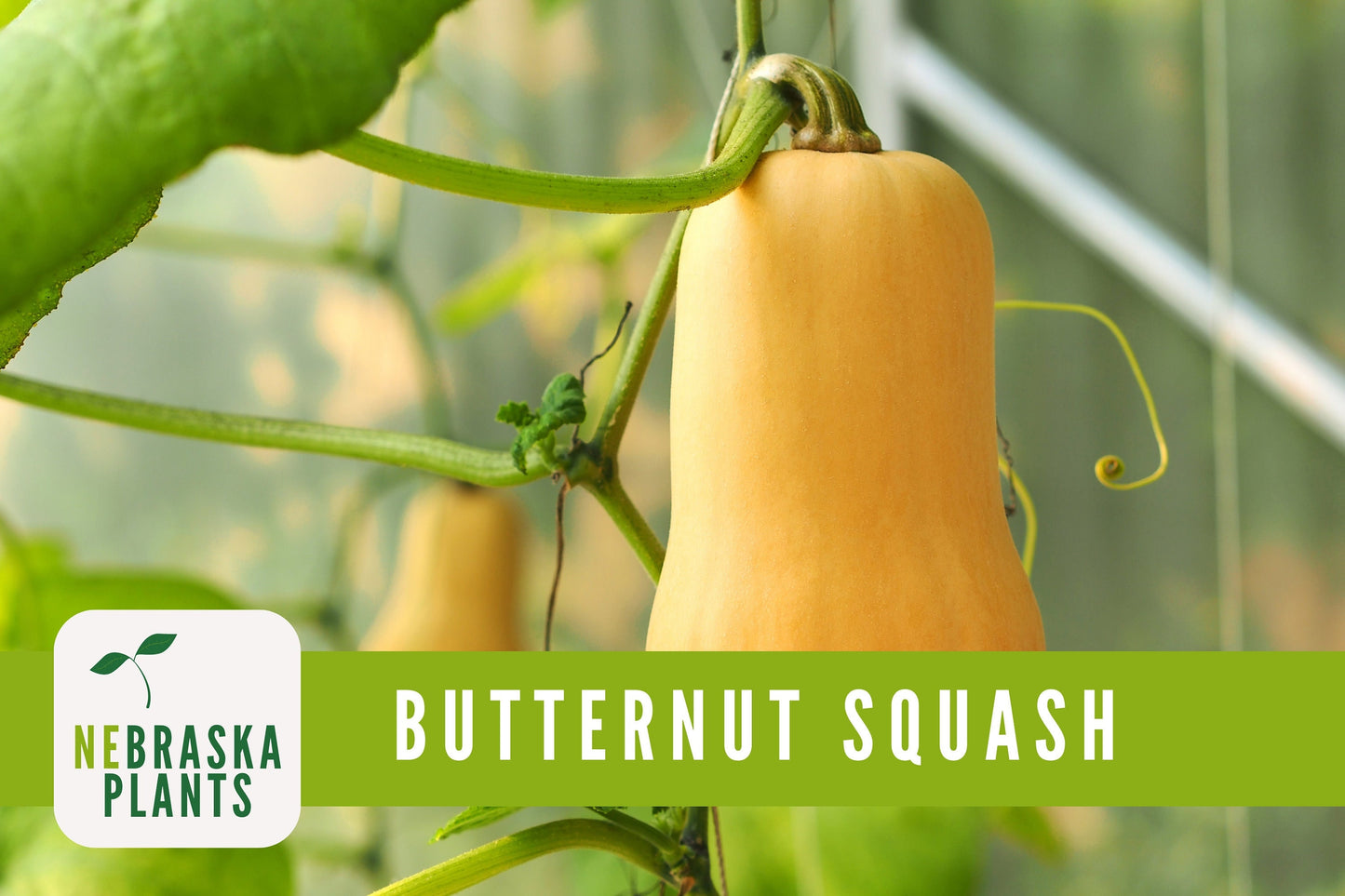 Winter Squash Seeds - Waltham Butternut Heirloom Squash Seeds - Nebraska Seeds