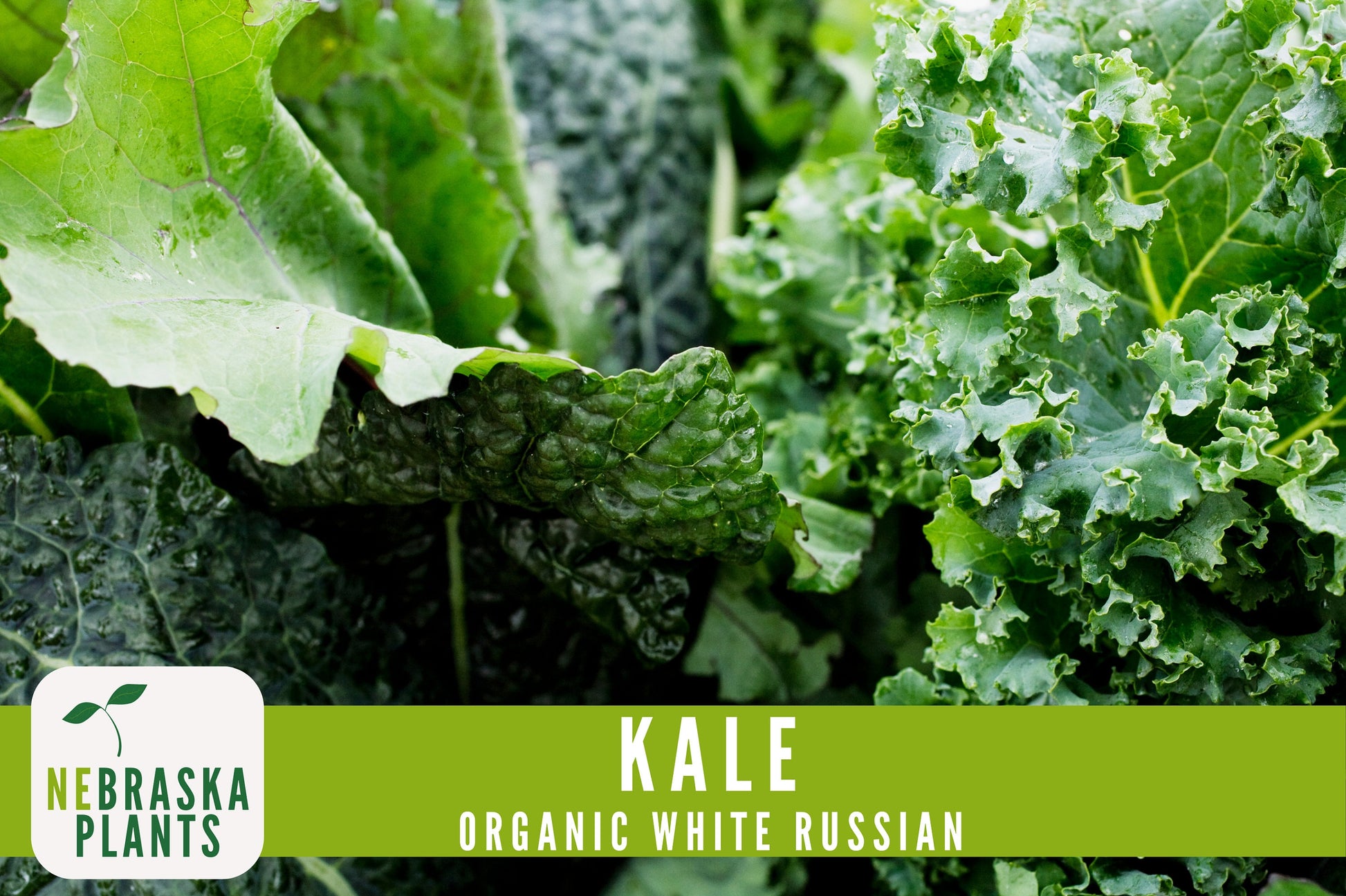 Organic White Russian Kale Seeds - Nebraska Seeds