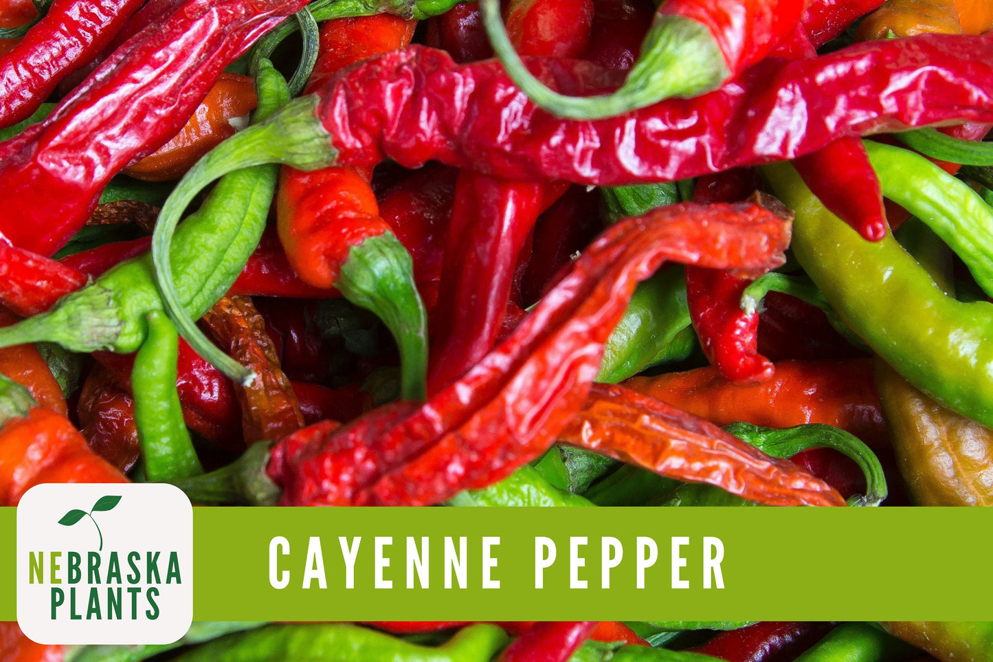 Long Slim Hot Heirloom Cayenne Pepper Seeds - Nebraska Seeds