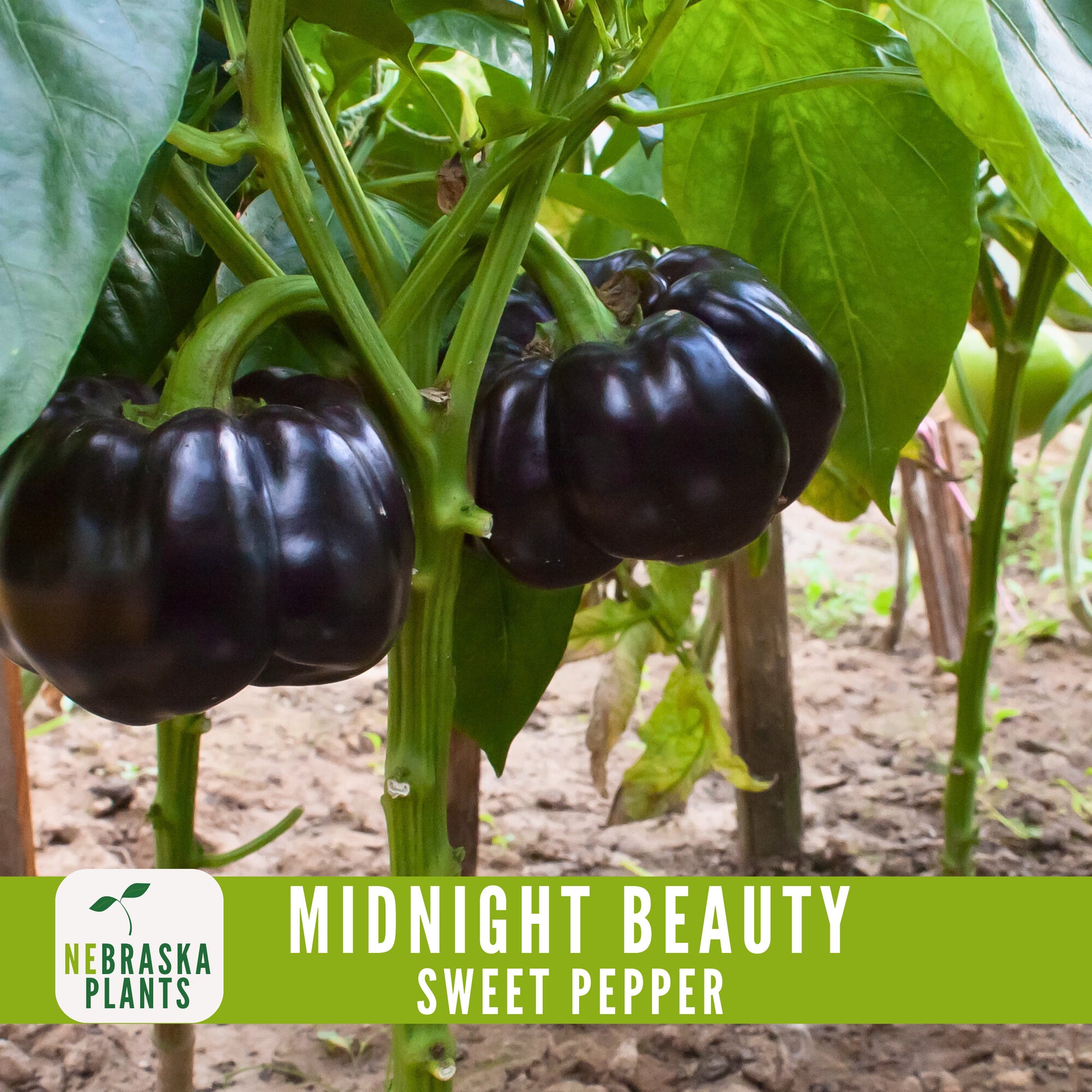 Midnight Beauty Bell Pepper - Nebraska Seeds