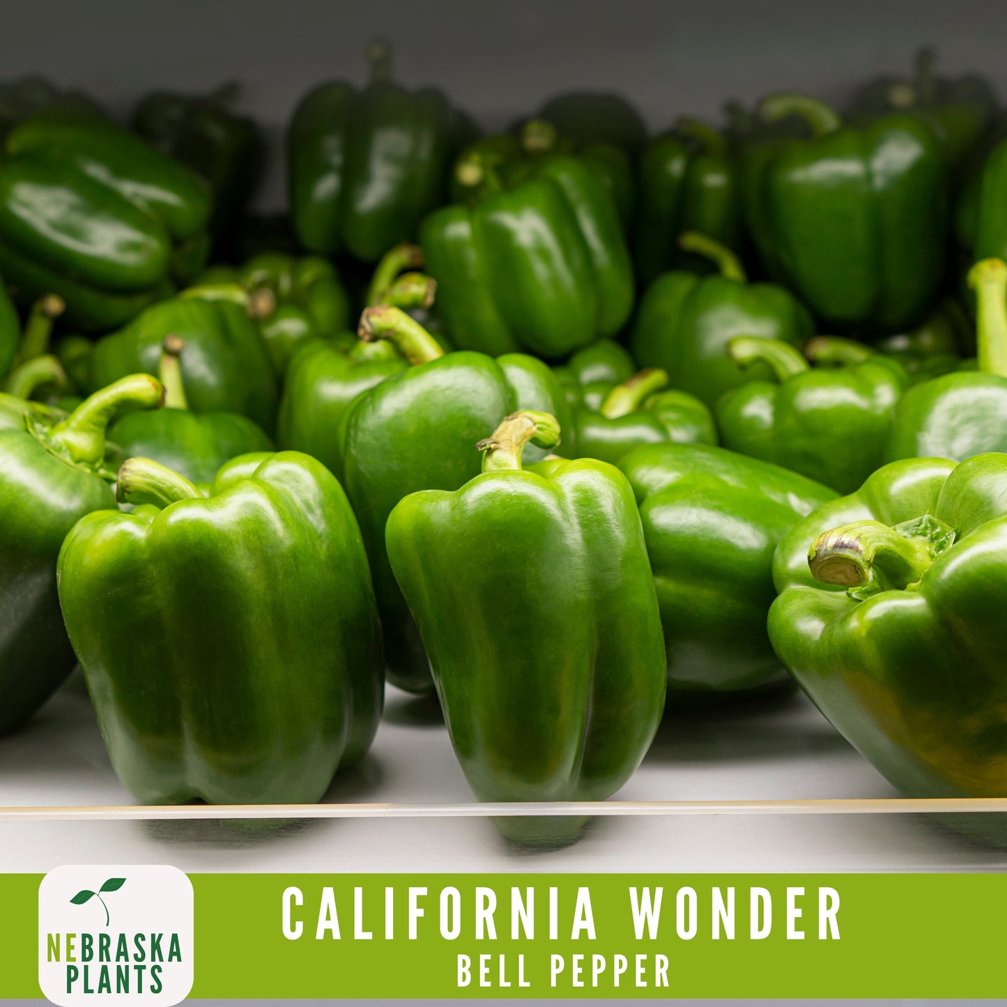 California Wonder Heirloom Bell Pepper Seeds - Nebraska Seeds