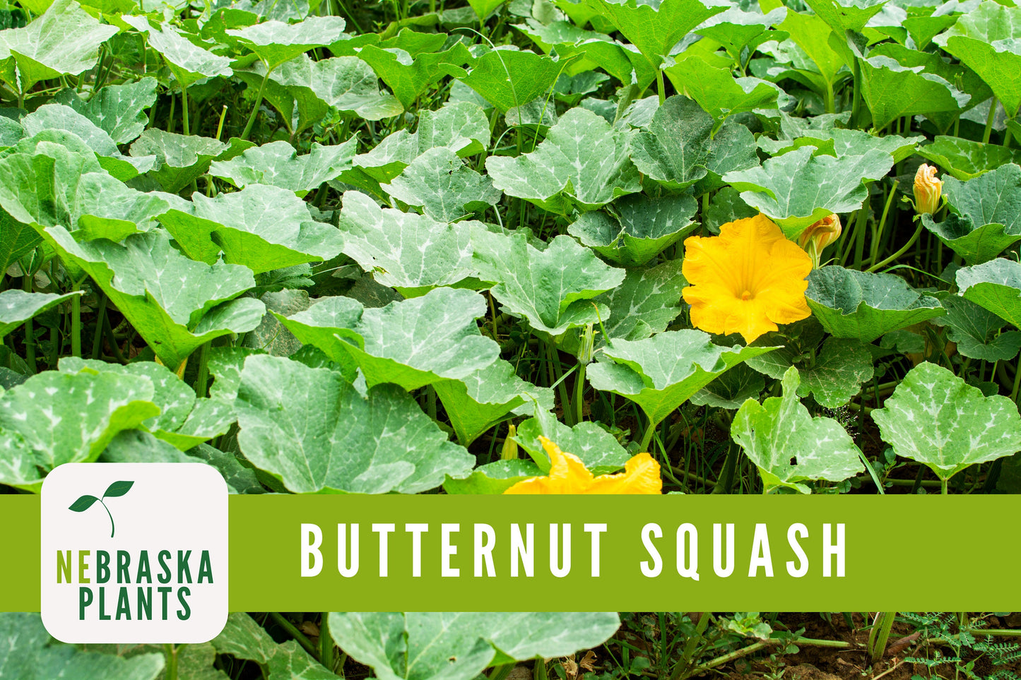 Winter Squash Seeds - Waltham Butternut Heirloom Squash Seeds - Nebraska Seeds