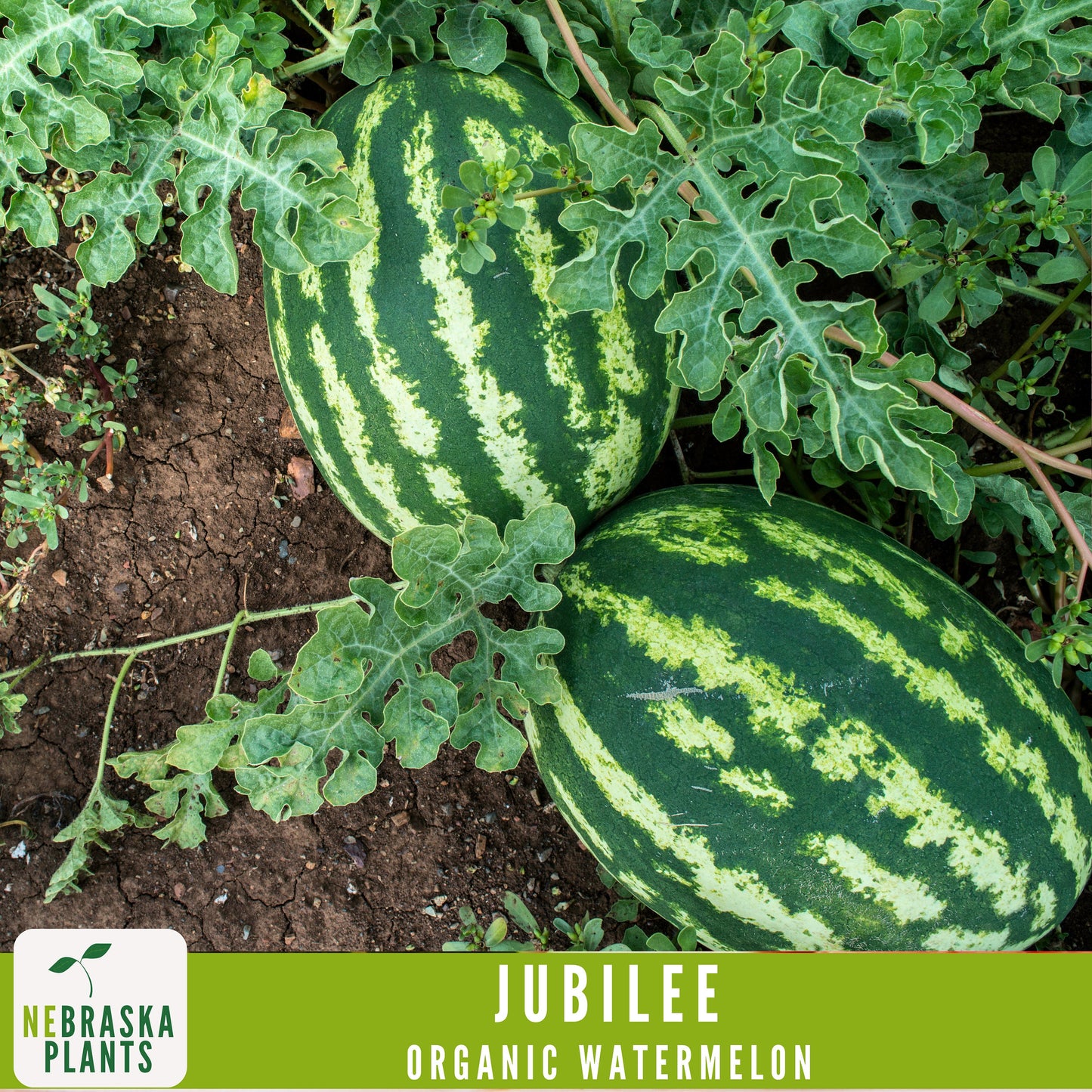 Organic Jubilee Heirloom Watermelon Seeds - Nebraska Seeds