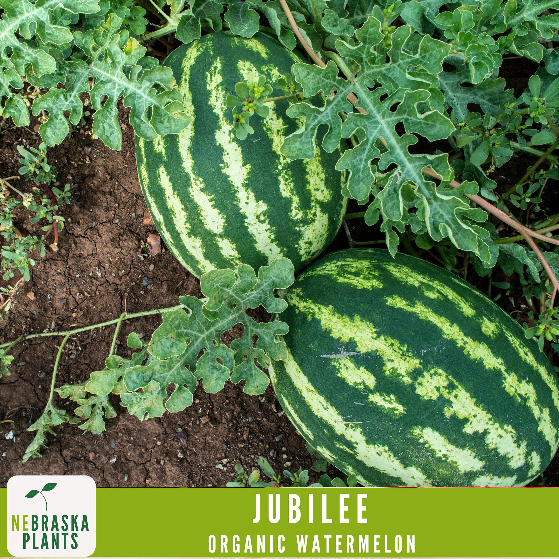 Organic Jubilee Heirloom Watermelon Seeds - Nebraska Seeds