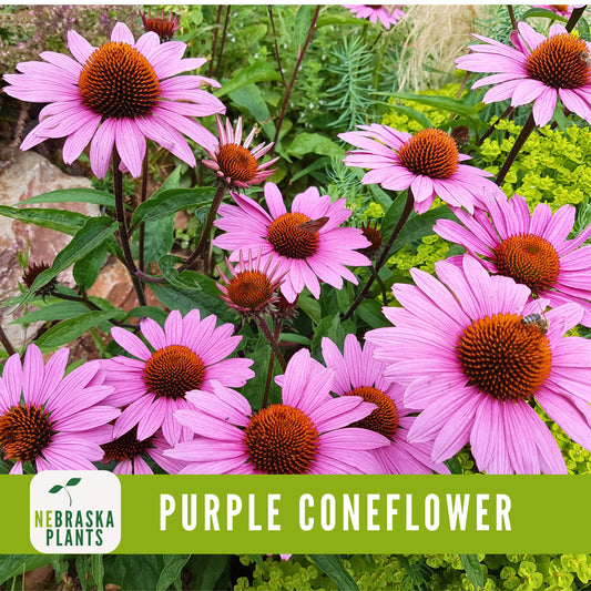 Purple Coneflower Seeds - Heirloom Native Perennial Flowers for a Beautiful Garden! - Nebraska Seeds