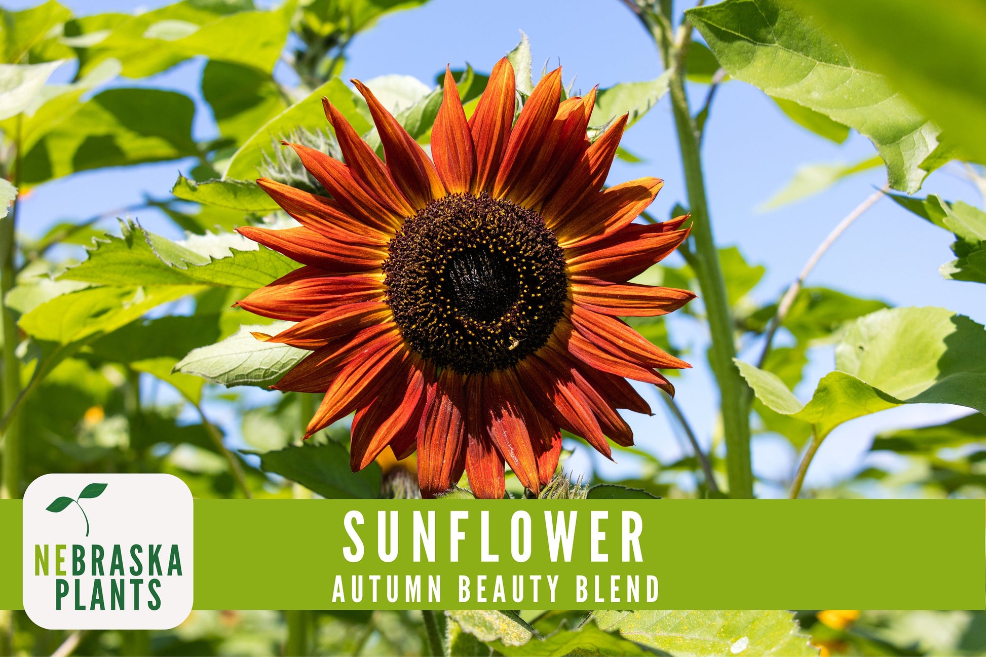 Sunflower Seeds - Autumn Beauty Blend Heirloom Sunflower Seeds - Nebraska Seeds