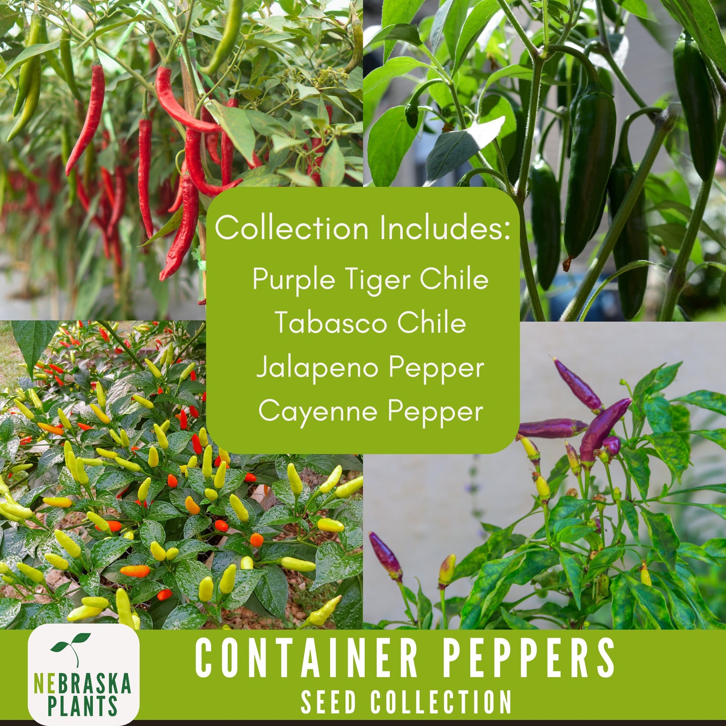 Container Peppers Seed Collection - Nebraska Seeds