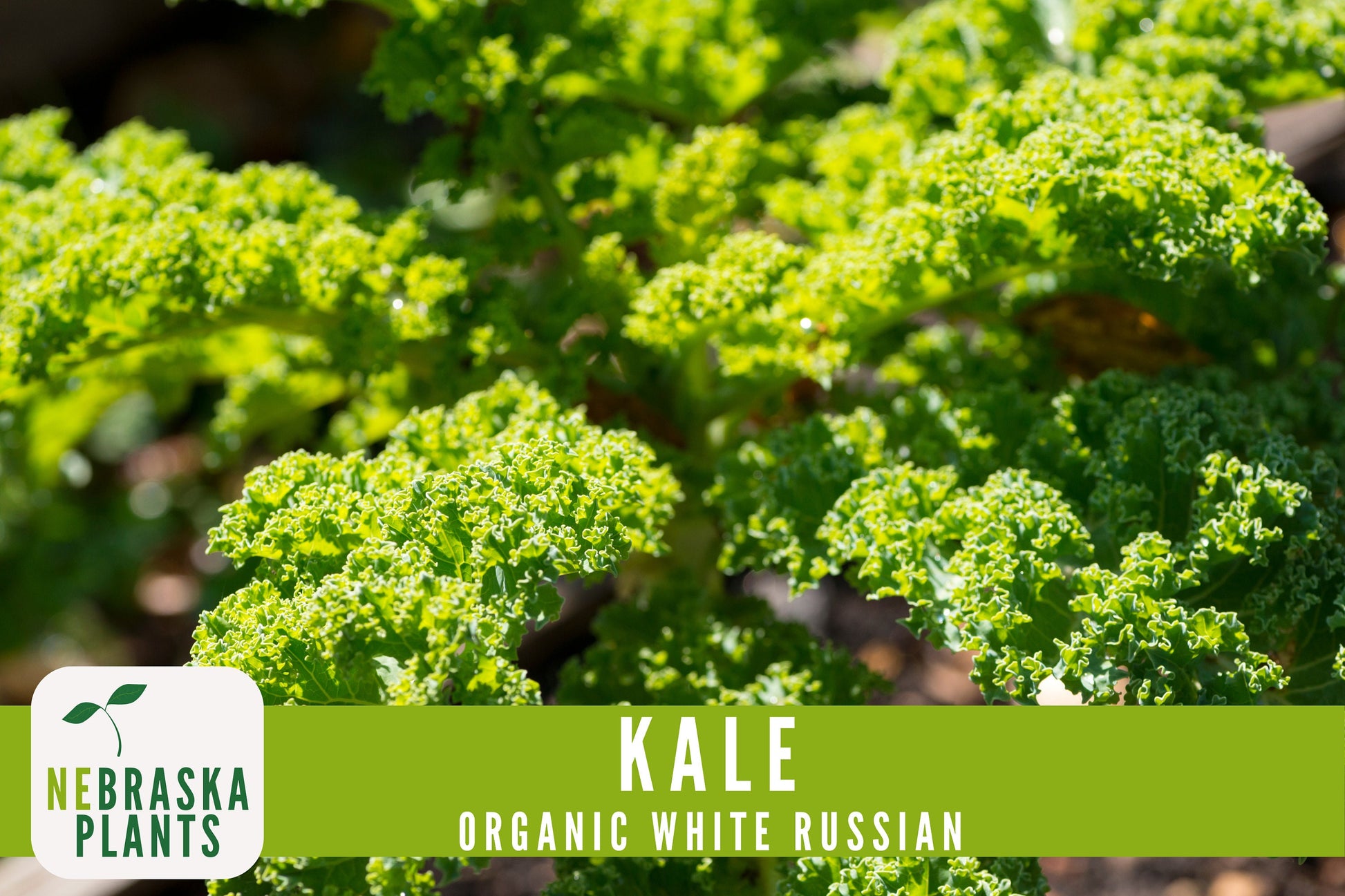 Organic White Russian Kale Seeds - Nebraska Seeds