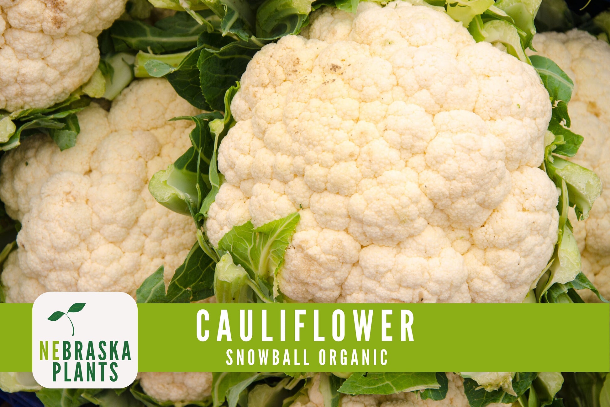 Organic Snowball Cauliflower Seeds - Nebraska Seeds