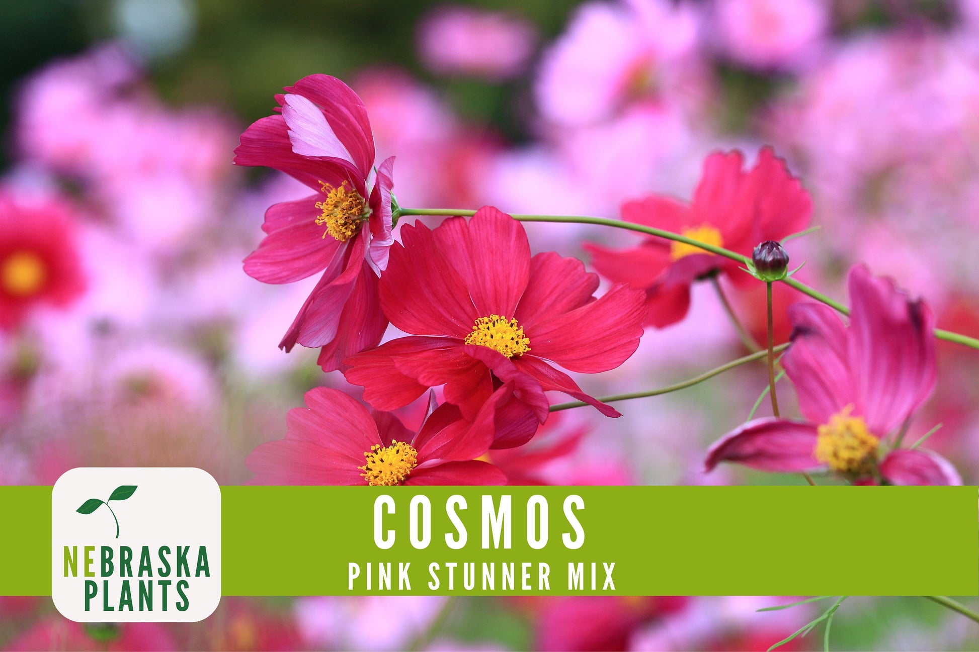 Pink Stunner Cosmos Flower Seeds - Nebraska Seeds
