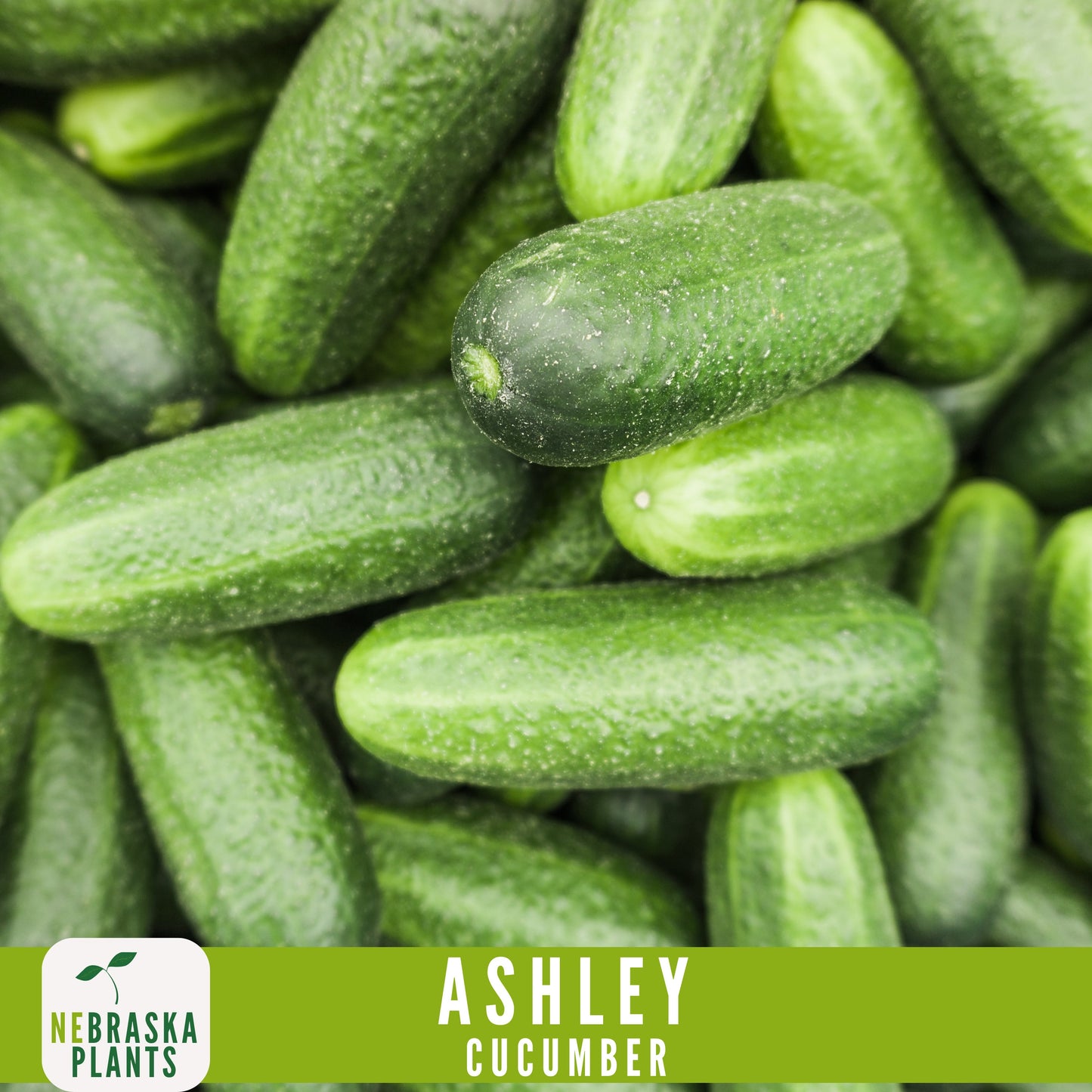 Ashley Cucumber Seeds - Nebraska Seeds