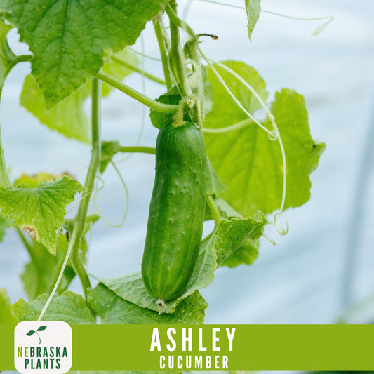 Ashley Cucumber Seeds - Nebraska Seeds