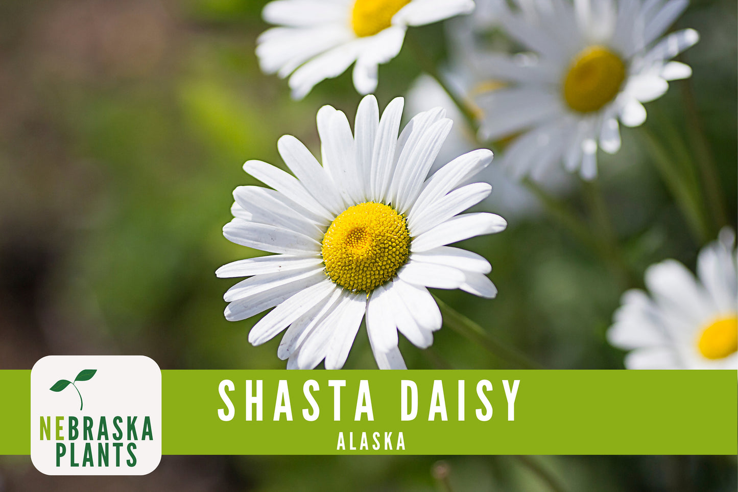 Shasta Daisy Seeds - Alaska Shasta Daisy Heirloom Flower Seeds - Nebraska Seeds