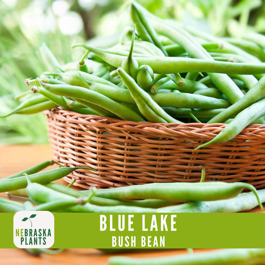 Blue Lake Bush Bean Seeds - Nebraska Seeds