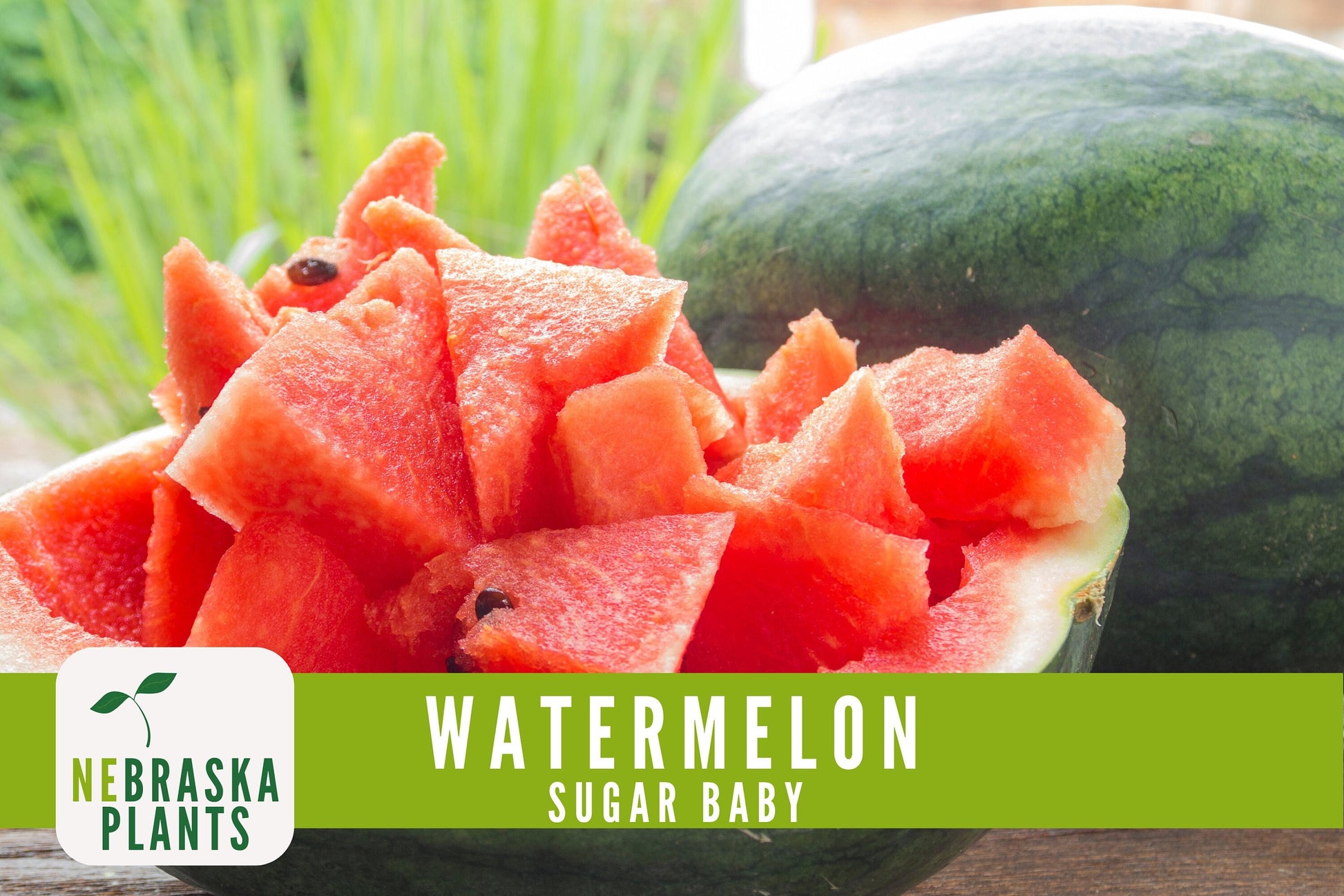 Sugar Baby Watermelon Seeds - Heirloom Watermelon Seeds - Nebraska Seeds