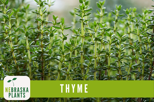 Thyme Seeds - Heirloom Common Thyme Seeds - Nebraska Seeds