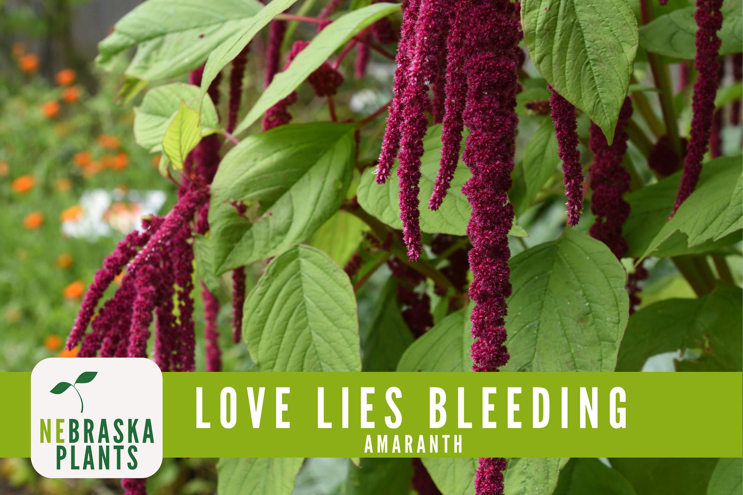 Love Lies Bleeding Amaranth Seeds - Nebraska Seeds