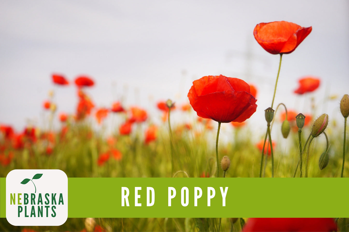 Red Poppy Flower Seeds - Heirloom Red Poppy Flower Seeds - Nebraska Seeds