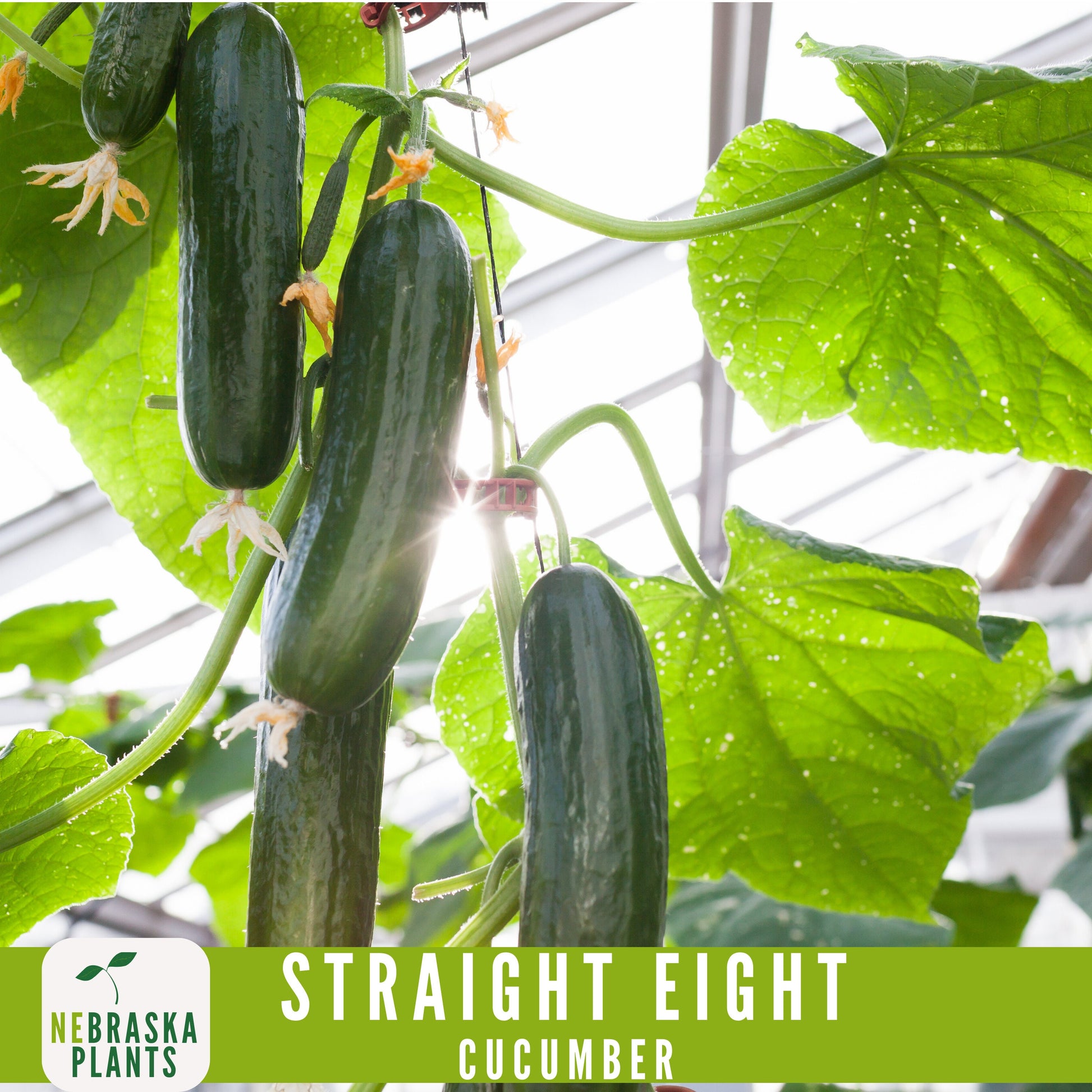 Straight Eight Cucumber Seeds - Crisp and Flavorful Heirloom Cucumbers for you Home Garden! - Nebraska Seeds