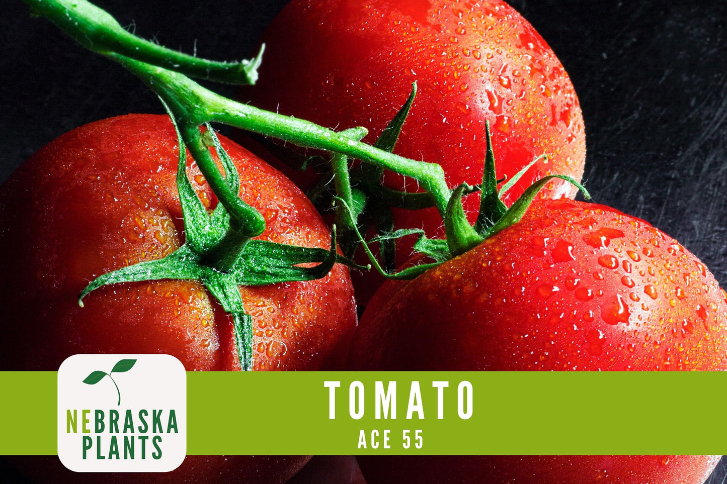 Tomato Seeds - Ace 55 Slicer Heirloom Garden Seeds - Nebraska Seeds