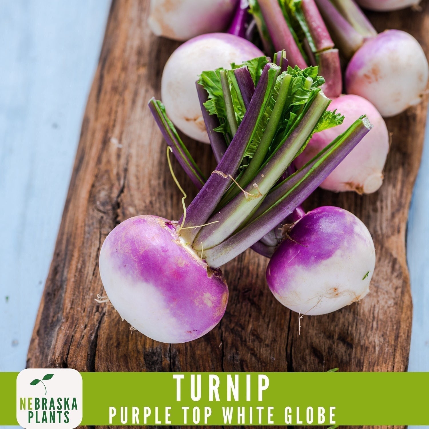 Purple Top White Globe Turnip Seeds - Heirloom Purple Turnips for Home Gardens - Nebraska Seeds