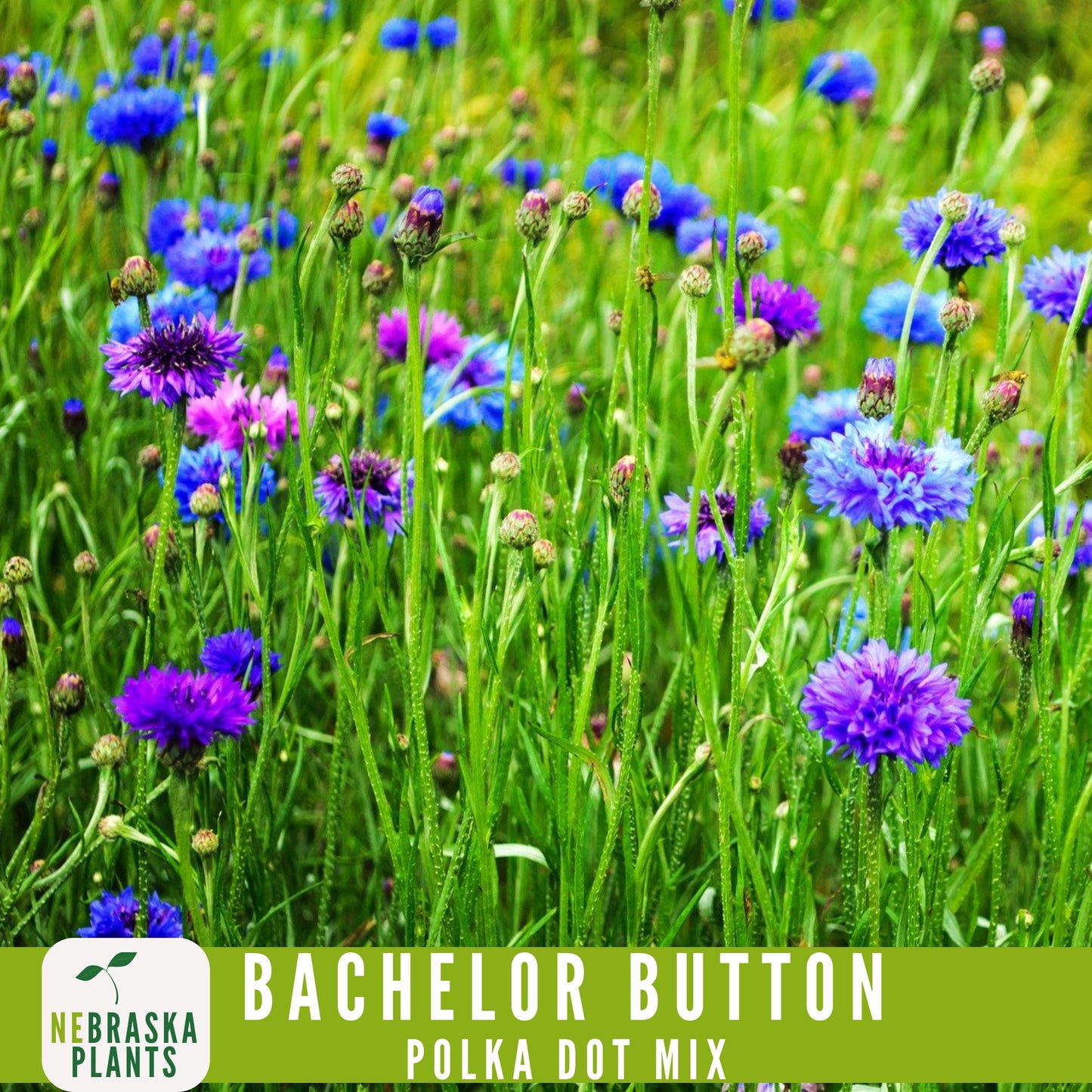 Polka Dot Bachelor Button Heirloom Seeds - Add a Burst of Color to Your Garden! - Nebraska Seeds