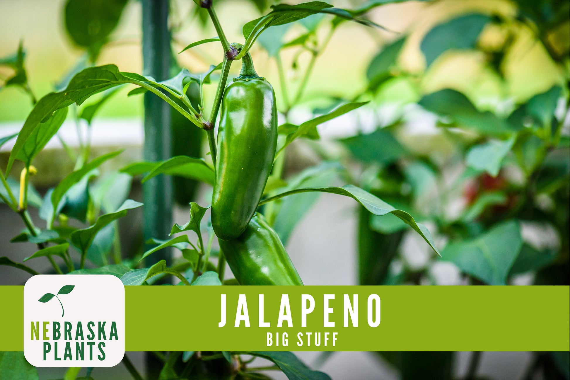 Big Stuff Jalapeño Pepper Seeds - Nebraska Seeds