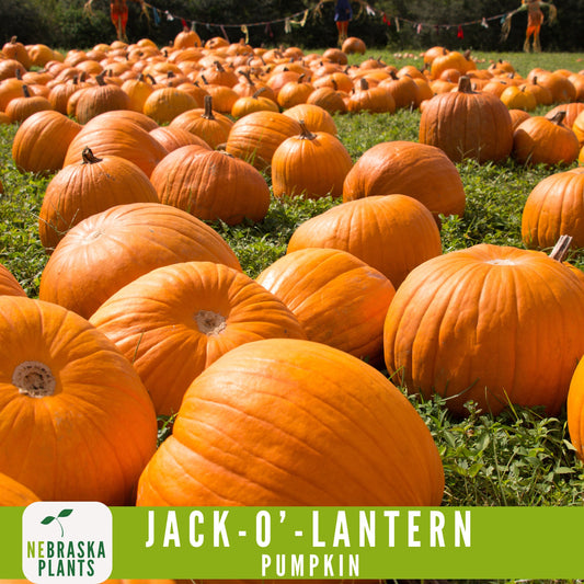 Jack-O'-Lantern Halloween Pumpkin Seeds - Nebraska Seeds