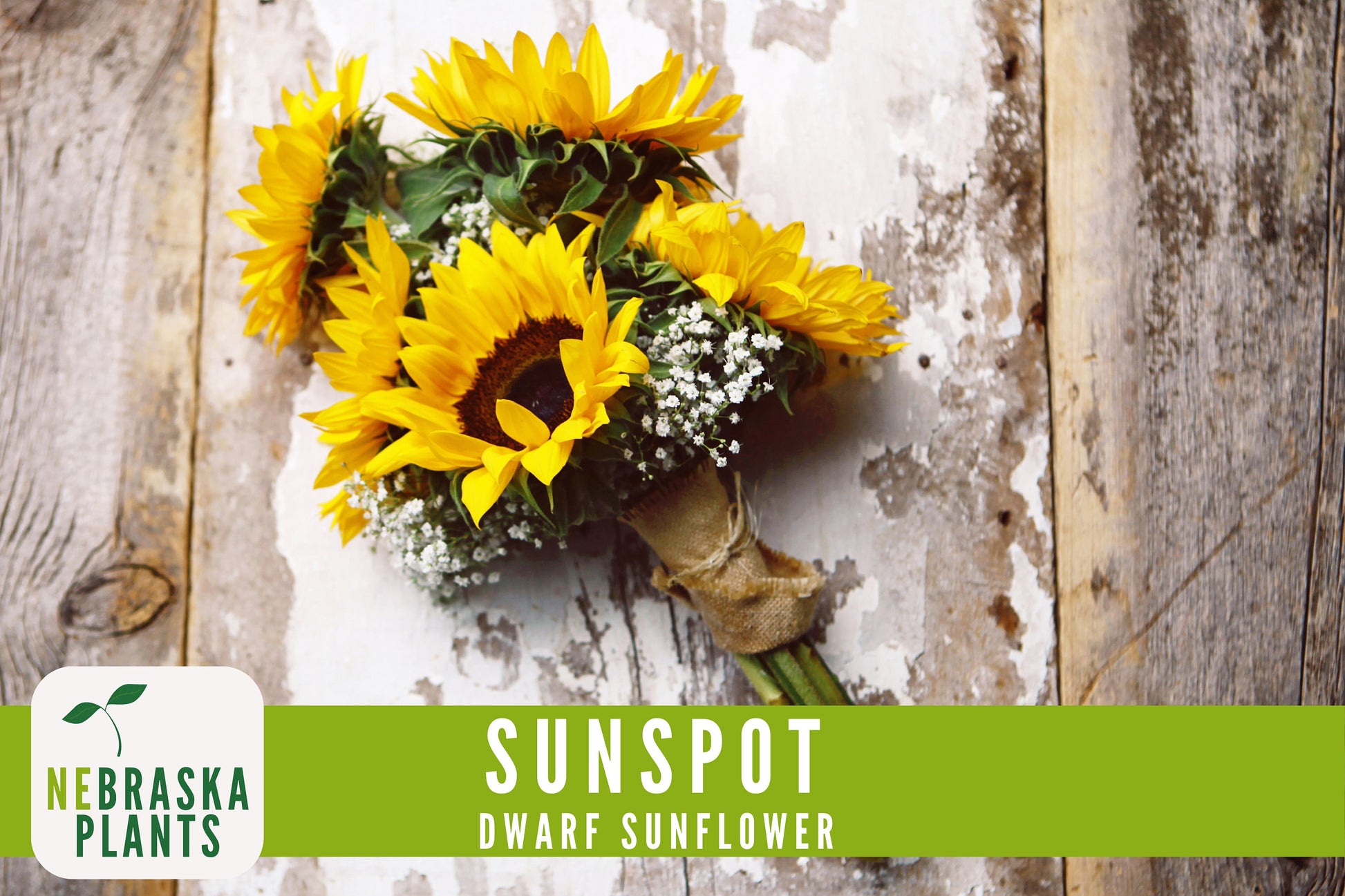 Sunflower Seeds - Sunspot Dwarf Heirloom Sunflower Garden Seeds - Nebraska Seeds