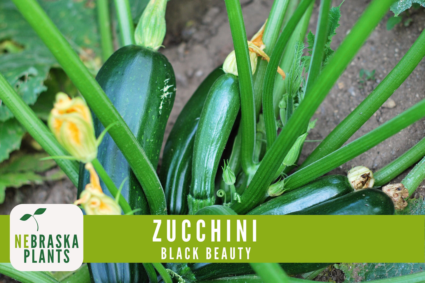 Zucchini Seeds - Black Beauty Heirloom Zucchini Squash Seeds - Nebraska Seeds