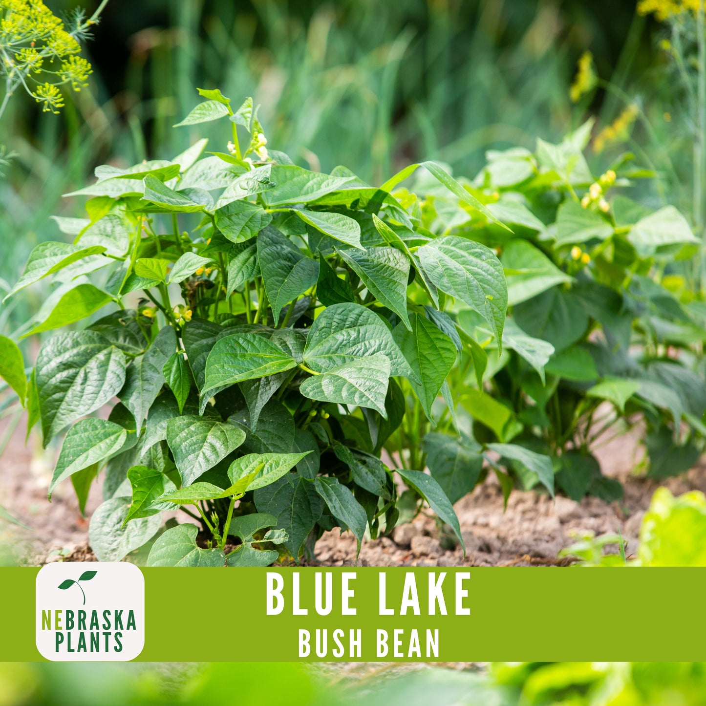 Blue Lake Bush Bean Seeds - Nebraska Seeds